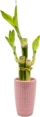 Miniatura 8 de Arreglo de bambú de la suerte de 3 tallos en mini jarrón de cerámica de color, cerámica colorida, plantas de interior, Feng Shui, planta