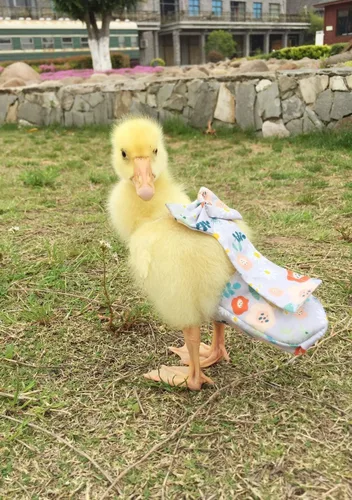 Miniatura 3 de Pañales para aves de corral - Impermeables, ajustables, lavables y reutilizables para patos, pollos y gansos (XL: 12.35 oz-15.87 oz)
