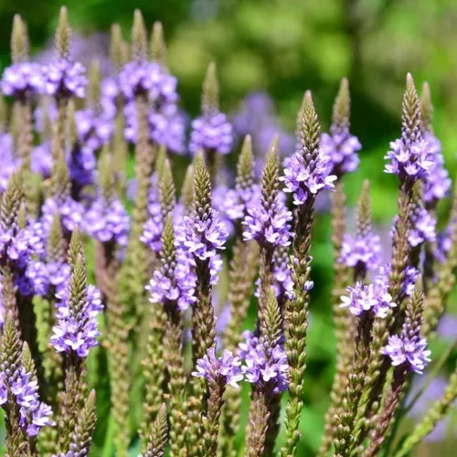 Miniatura 6 de Planta de verbena azul, hierba de verbena en maceta 4 inc. para plantar al aire libre en interiores de tu jardín