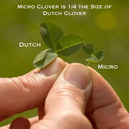 Miniatura 7 de Micro Clover - (8 onzas) recubierto de nitro, 120,000 semillas en total - Cubre hasta 1,000 pies cuadrados. Transforma tu césped con semillas