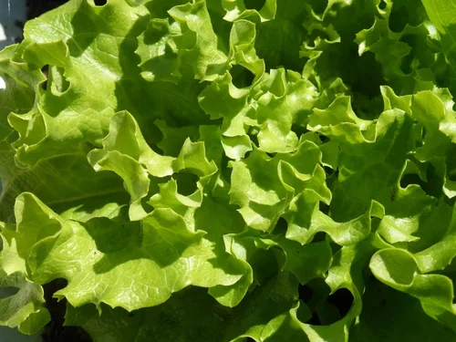 Miniatura 6 de Semillas de interior lechuga verde herencia vegetal para plantar semillas sin OMG 1000