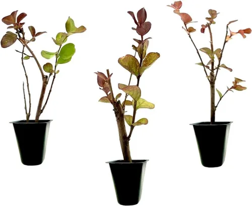 Crape Myrtle Dynamite Red | 3 plantas vivas | Flores rojas vívidas y crecimiento resistente, planta viva, arbusto ornamental para una impresionante