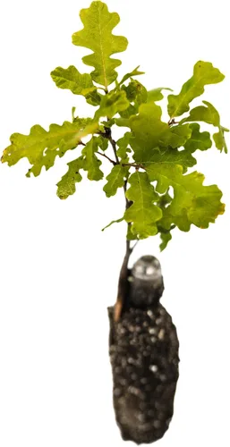 Miniatura 3 de Valley Oak Plántula de árbol vivo (mediano) The Jonsteen Company