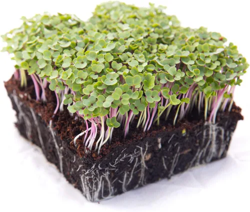 Miniatura 7 de Kale Trio Sprouting & Microgreen Mix Contiene semillas de col rizada azul, Premier y rojas de col rizada rusa Semillas tradicionales sin OMG