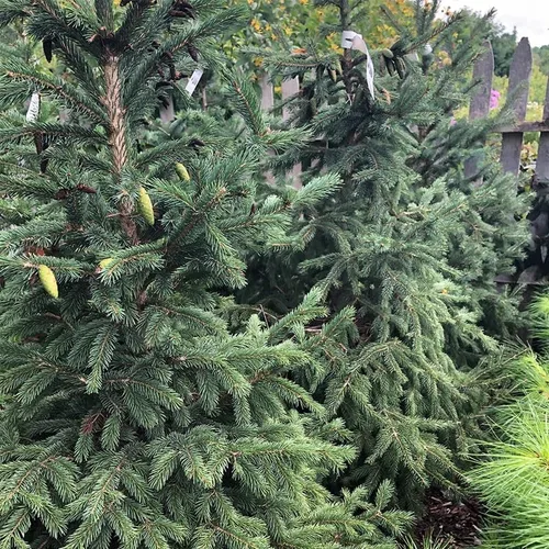 Miniatura 3 de Picea glauca densata (Black Hills Spruce) Semillas de árboles, forma simétrica, follaje denso, semillas de MySeeds.Co, eliges