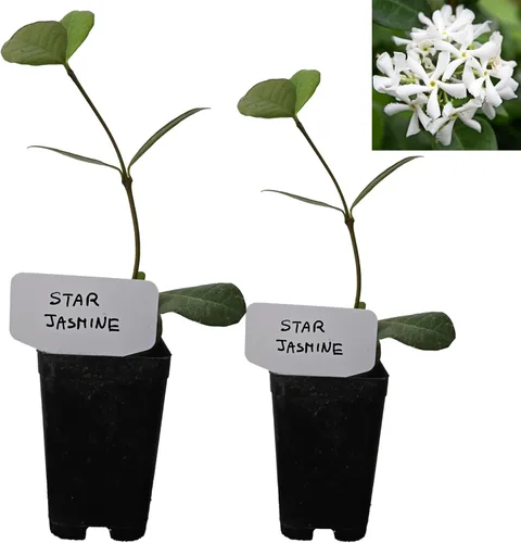 Miniatura 5 de Hoja de laurel mediterránea, planta viva de laurel de laurel. Variedad estándar - Laurus Nobilis. Planta viva. Fragante, fresca, comestible. Lo
