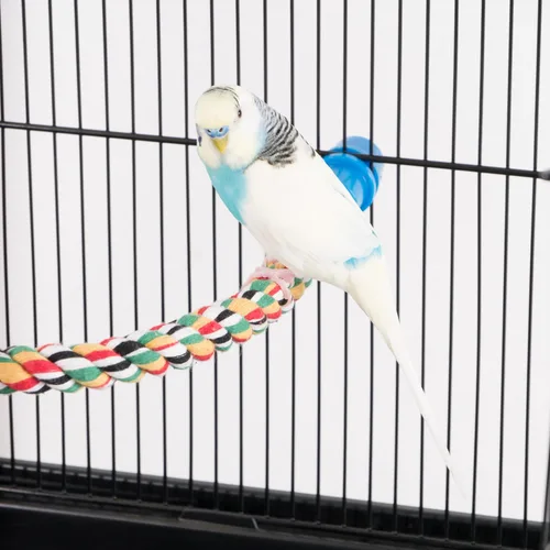 Miniatura 3 de PENN-PLAX Bird Life - Percha de cuerda multicolor y flexible, crea curvas y curvas divertidas y coloridas, ideal para pájaros pequeños y medianos