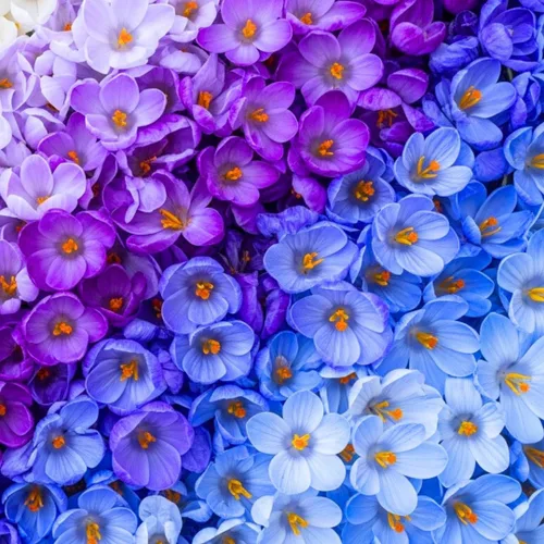 Bulbos de azafrán Blue Moon para plantar (50 bombillas)