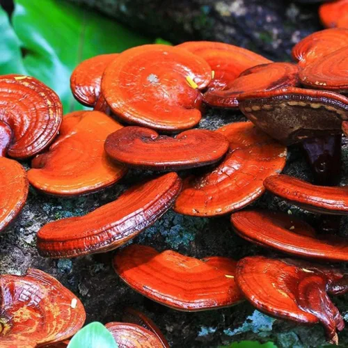 Miniatura 3 de Liquid Fungi Jeringa de cultivo de hongos Reishi rojo