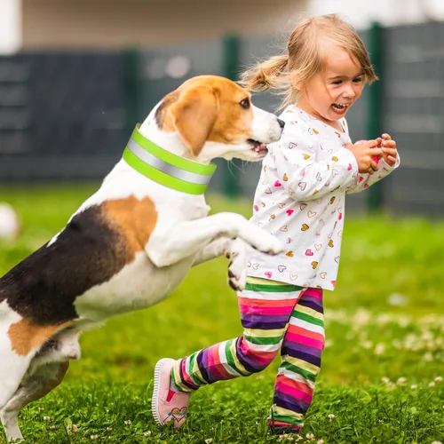 Miniatura 7 de Paterr 2 collares reflectantes para perro, ajustables de alta visibilidad, con cierre de liberación rápida, cómodos accesorios para pasear perros
