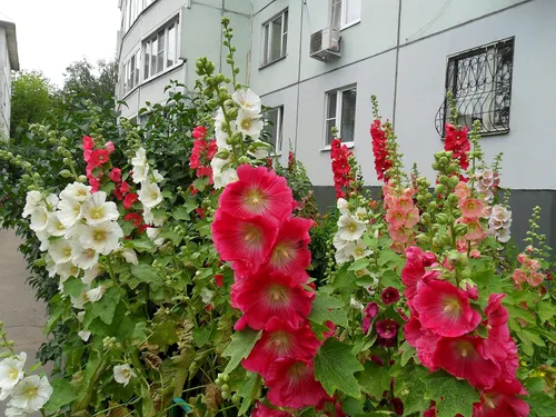 Miniatura 6 de Semillas Hollyhock Spring Mix Flores perennes