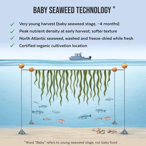 Miniatura 7 de Copos orgánicos de algas kombu - Algas marinas Young Baby cultivadas en el Atlántico Norte, calidad premium liofilizadas para un mayor contenido