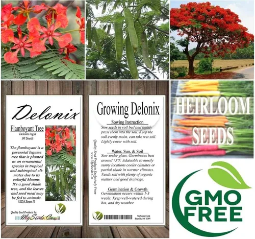 Miniatura 7 de Delonix regia (árbol extravagante), 5 pétalos arrugados en forma de cuchara, flores de color rojo brillante, elige la cantidad (1 unidad)