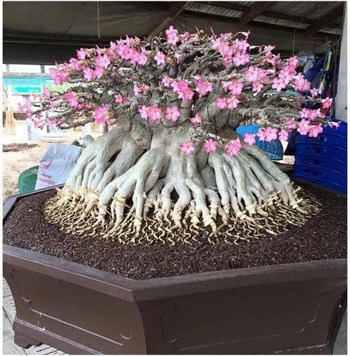 Juego de 4 plantas de árbol bonsái Adenium Thai Socotranum Desert Rose Bonsai Decoración Registrado Track Online 100% garantía Satisfacción