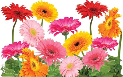 Miniatura 2 de Tervis Gerbera - Vaso aislado de doble pared hecho en Estados Unidos con aislamiento de doble pared mantiene las bebidas frías y calientes, 16