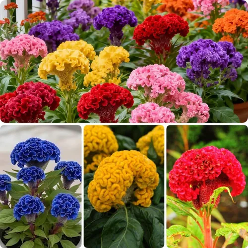 100 semillas de flores Celosia Plumosa – Espiga de gallo de llama emplumada sin OMG, colores brillantes y vibrantes, flores ornamentales para