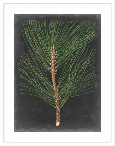 Miniatura 20 de Amanti Art Impresión artística enmarcada para pared, 44 x 36 pulgadas, dramático pino I de Vision Studio, arte de pared de naturaleza, decoración