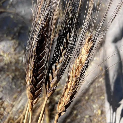 Miniatura 4 de Plant Good Seed Semillas orgánicas de trigo de primavera de águila negra, paquete de 175, semillas tradicionales para plantar granos, verduras