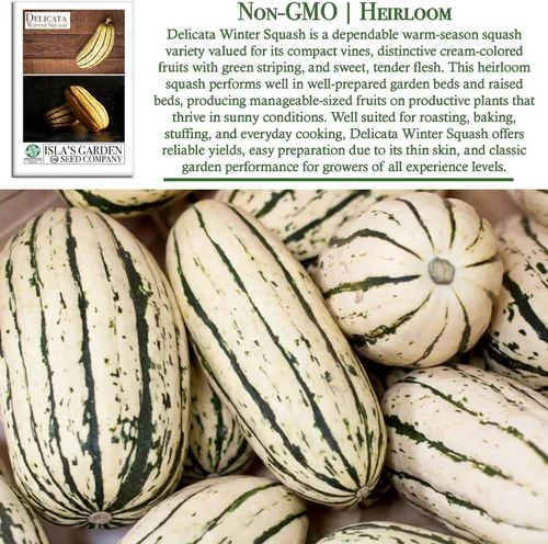 Miniatura 3 de Semillas de calabaza de invierno "Delicata" para plantar, más de 25 semillas tradicionales por paquete, semillas de jardín de Isla
