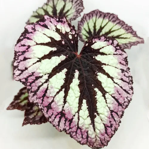 Juego de 2 plantas vivas de begonia, plantas raras de begonia para remolque, cesta colgante ornamental de 5 a 9 pulgadas de alto, fuego