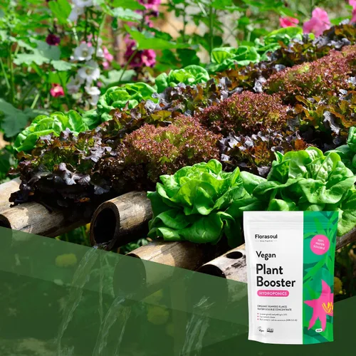 Miniatura 8 de Florasoul® Fertilizante orgánico de algas marinas en polvo, nutrientes hidropónicos inodoros (1.1 libras por 100 galones), solución súper Hydro