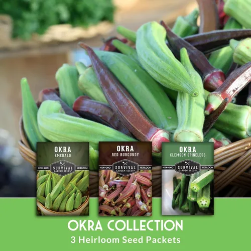 Miniatura 3 de Colección de semillas Okra para plantar, 3 variedades tradicionales de Clemson, sin espinas, borgoña rojo y verde esmeralda, paquete variado