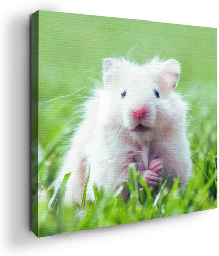 Miniatura 85 de Mavis Print - Lienzo decorativo para pared con diseño de conejo/conejo, 36 x 36 pulgadas, decoración de pared de animales impresos en HD y marco