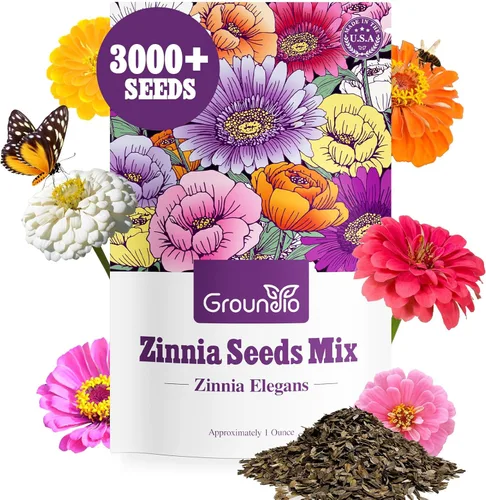 Miniatura 11 de Groundio Semillas de equinácea morada de 1 onza, semillas de equinácea perennes polinizadas abiertas sin OMG cultivadas en los Estados Unidos