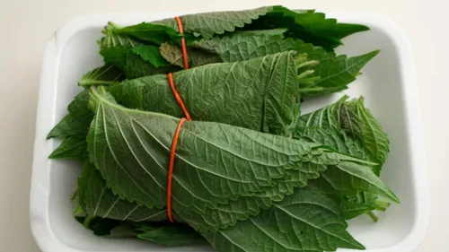 Miniatura 3 de Gaea's Blessing Semillas de Shiso coreanas (Perilla), semillas tradicionales sin OMG con instrucciones de siembra fáciles de seguir, perilla