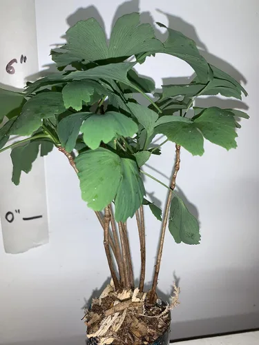 Miniatura 2 de Más de 6 plantas de ginkgo biloba de 1 año
