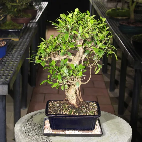 Miniatura 7 de Brussel's Bonsai Live Golden Gate Ficus - Árbol bonsái para interiores, grande, de 10 años, de 16 a 20 pulgadas, árbol bonsái vivo en maceta