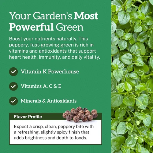 Miniatura 3 de TKE Farms & Gardens - Semillas de berro para plantar, más de 1500 semillas autóctonas sin OMG, cultiva un superalimento rico en nutrientes, fácil
