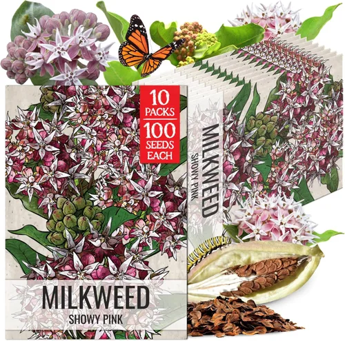 Miniatura 11 de Seed Needs Semillas de algodoncillo naranja para plantar malezas de mariposa, semillas de flores perennes sin tratar para cultivar un jardín