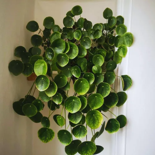 Miniatura 2 de 2 plantas de dinero vivas, 5 a 7 Inc en altura, Planta Pilea Peperomioides Live, Planta viva de dinero