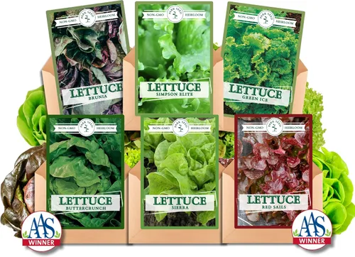 Miniatura 2 de Park Seed Batavian Full Heart Endive & Chicory Lechuga Mezcla de Semillas - Variedad nutritiva de Escarole con corazones blanqueados cremosos, ideal