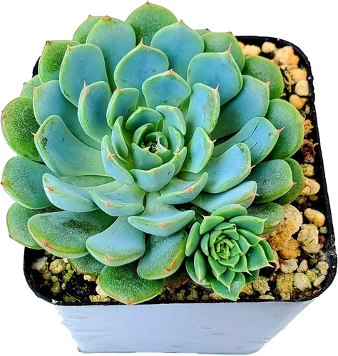 Miniatura 13 de Fat Plants San Diego Live Echeveria Planta Suculenta Híbrida, Lola