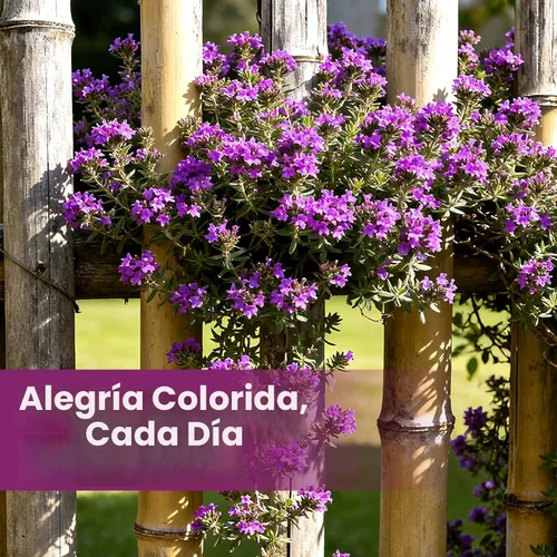 Miniatura 6 de Más de 20000 semillas de tomillo rastrero para plantar, plantas perennes de cobertura del suelo, flores, semillas de hierbas fragantes para césped