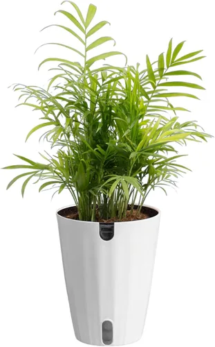 Miniatura 22 de Costa Farms Palma de Cola de Caballo, Planta Viva en Maceta Decorativa, Fácil de Mantener, Planta de Interior Perfecta para el Hogar, Habitación u