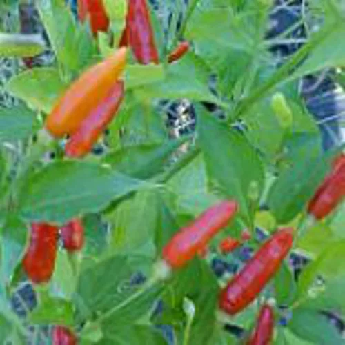 Tabasco - Semillas de pimientos picantes (más de 20 semillas) | Sin OGM | Semillas de flores para plantar | Paquete de invernadero de jardín para el