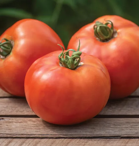 Miniatura 16 de Burpee 'Big Rainbow' Heirloom, Tomate Grande Beefsteak para Rebanar, 100 Semillas Sin OGM