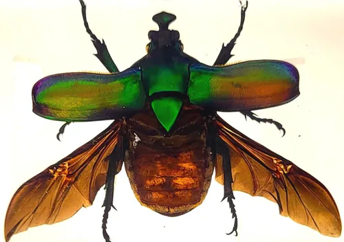 Miniatura 43 de 44mm Hormiga gigante tropical real en resina de lucita transparente cristalina, espécimen preservado Pseudoneoponera Rufipes, taxidermia