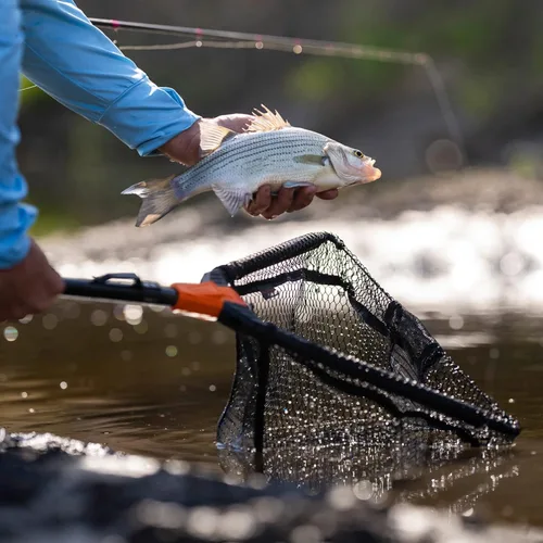 Miniatura 7 de KastKing Pontus - Red de pesca para pescar, plegable y ligera, red de pesca de agua dulce con escala de longitud integrada, mango de aluminio, malla