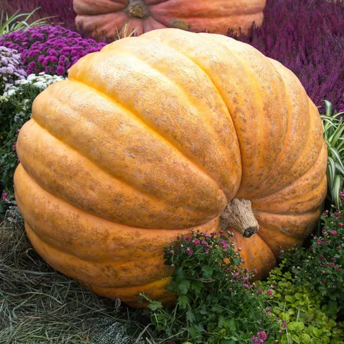 Eden Brothers Semillas de calabaza – Semillas gigantes sin OMG del Atlántico para plantar, paquete | Semillas vegetales de alto rendimiento y rápido