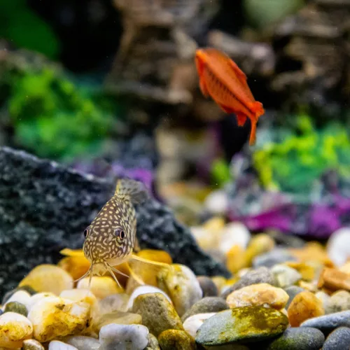 Miniatura 3 de YISZM Rocas de acuario de 5 libras, guijarros mezclados naturales de 5/8 pulgadas para plantas, rocas de río pulidas decorativas para peceras