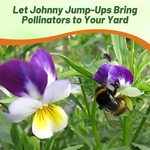 Miniatura 6 de Outsidepride Johnny Jump Up Viola semillas de flores silvestres - 1/8 lb Semillas fáciles de cultivar, perennes compactas y resistentes para plantar