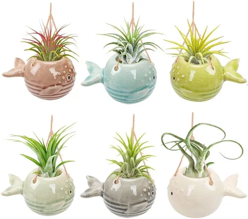 Miniatura 8 de Paquete de 4 soportes únicos para plantas de aire, lindo soporte de pared para plantas de aire de piña, soportes de cerámica Tillandsia para plantas