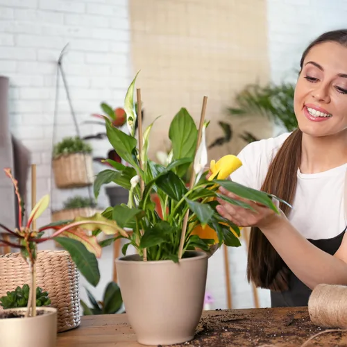 Miniatura 6 de 35 piezas de estacas para plantas, estacas de jardín de bambú natural premium, varillas de bambú de soporte para plantas de interior y exterior