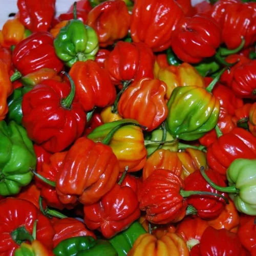 Miniatura 3 de Pimiento Dulce "Aji Dulce # 2"-(10 Semillas)Herencia Venezolana,Dulce, Sabroso -Raro