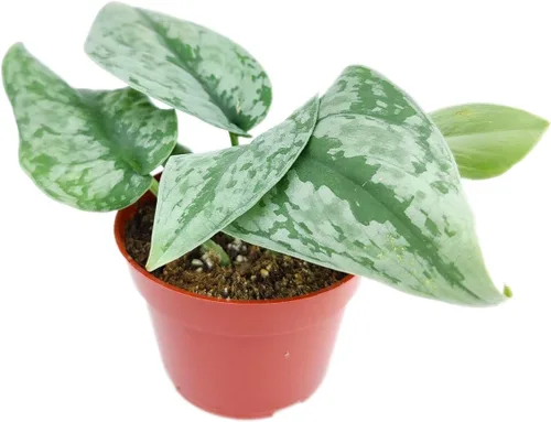 Silver Splash Pothos - Scindapsus Pictus 'Exotica' (maceta cultivadora de 4 pulgadas) – Planta de interior fácil de cultivar – Planta de interior