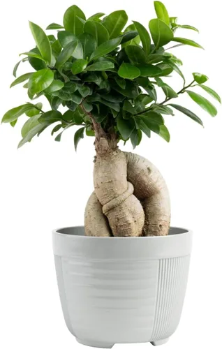 Miniatura 6 de Costa Farms - Kit de árbol bonsái vivo, incluye herramientas de bonsái, mezcla de tierra, maceta, arte y manualidades para niños y adultos, Kit